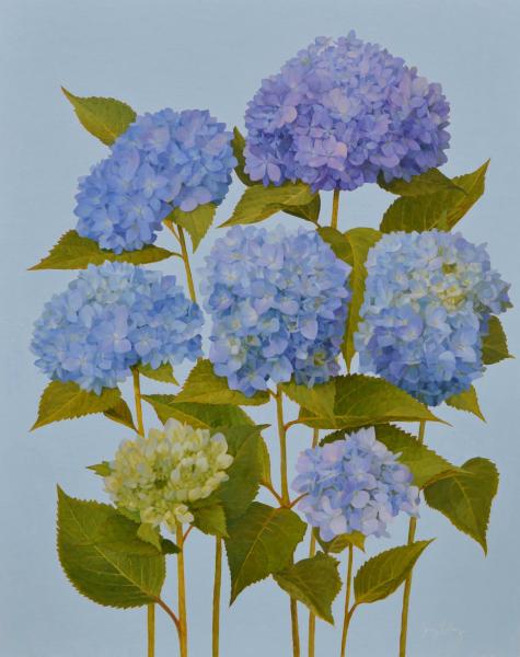Blue Hydrangeas, oil on linen, 20 x 16 inches, $3,400 