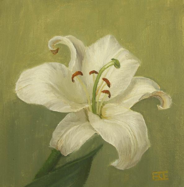 White Lily, oil on panel, 8 x 8 inches, $425 