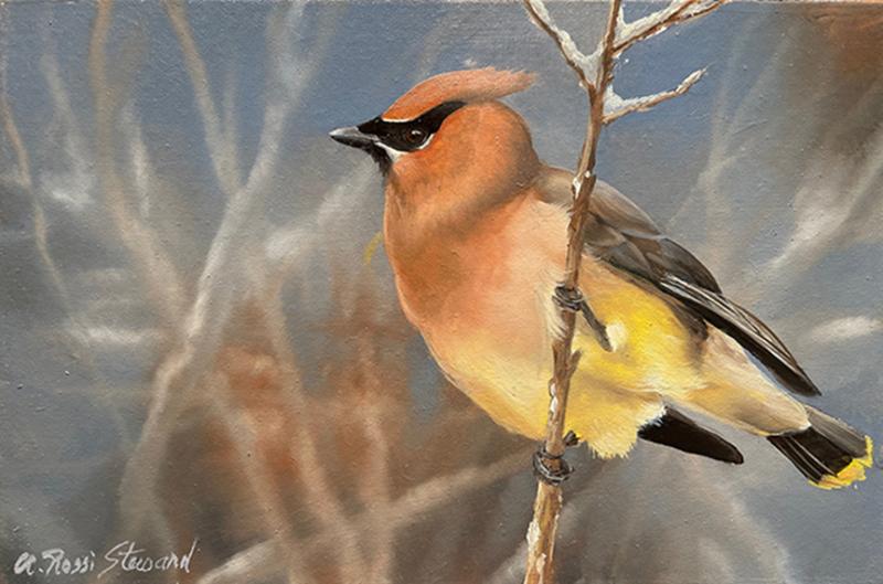 Cedar Wax Wing, oil on panel, 4 x 6 inches, $375 